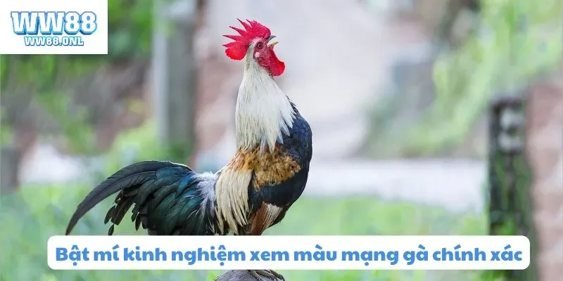 Bật mí kinh nghiệm xem màu mạng gà chính xác