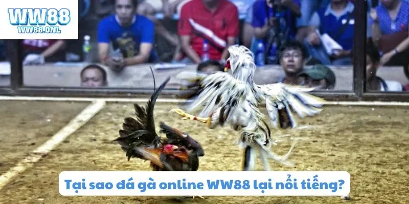 Tại sao đá gà online WW88 lại nổi tiếng?
